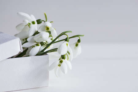 Bouquet of beautiful tender white snowdrops in white carton box on white wooden background. Spring composition.の写真素材