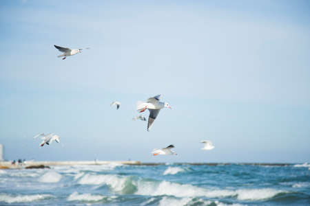 Flock of flying seagulls in blue sky under sea waves in sunny summer day. Concept of freedom.の写真素材