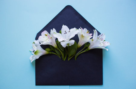 Beautiful tender bouquet of white Alstroemeria in black envelope on light blue background. Spring...