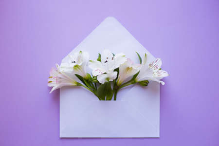 Beautiful tender bouquet of white Alstroemeria in white envelope on lilac background. Spring composition. Springtime card.の写真素材