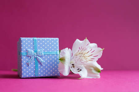 Blue gift box with one alstroemeria flower on crimson background. Spring composition. Springtime. Mother`s day card.の写真素材