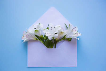 Beautiful tender bouquet of white Alstroemeria in white envelope on light blue background. Spring composition. Springtime card.の写真素材