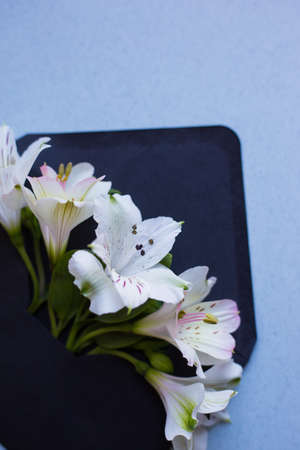 Beautiful tender bouquet of white Alstroemeria in black envelope on gray marble background. Spring composition. Springtime card.の写真素材