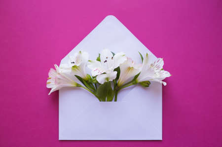 Beautiful tender bouquet of white Alstroemeria in white envelope on crimson background. Spring composition. Springtime card.の写真素材