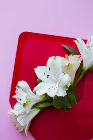 Beautiful tender bouquet of white Alstroemeria in red envelope on pink background. Spring composition. Springtime card.の写真素材