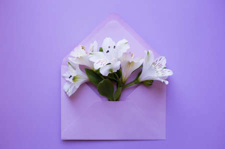 Beautiful tender bouquet of white Alstroemeria in lilac envelope on purple background. Spring composition. Springtime card.の写真素材