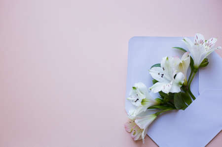 Beautiful tender bouquet of white Alstroemeria in white envelope on creamy rose background. Spring composition. Springtime card.の写真素材