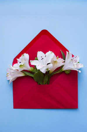 Beautiful tender bouquet of white Alstroemeria in red envelope on light blue background. Spring composition. Springtime card.の写真素材