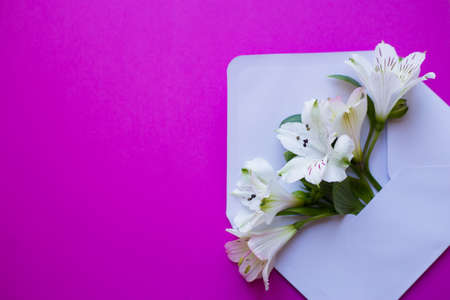 Beautiful tender bouquet of white Alstroemeria in white envelope on crimson background. Spring composition. Springtime card.の写真素材