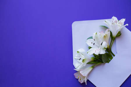 Beautiful tender bouquet of white Alstroemeria in white envelope on dark blue background. Spring composition. Springtime card.の写真素材
