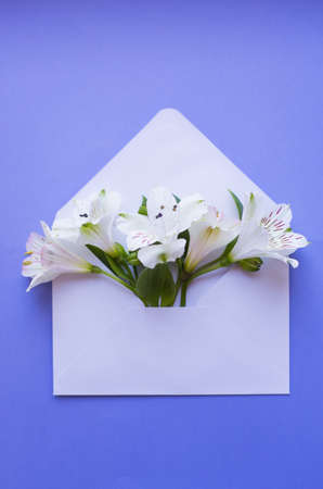 Beautiful tender bouquet of white Alstroemeria in white envelope on vibrant blue background. Spring composition. Springtime card.の写真素材