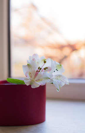 Bouquet of beautiful tender white Alstroemeria in red box near sunny window. Spring composition. Mother`s day card.の写真素材