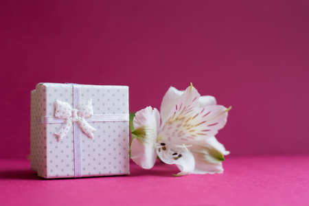 White gift box with one alstroemeria flower on crimson background. Spring composition. Springtime. Mother`s day card.の写真素材