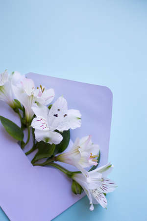 Beautiful tender bouquet of white Alstroemeria in lilac envelope on light blue background. Spring composition. Springtime card.の写真素材