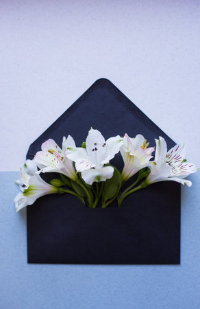 Beautiful tender bouquet of white Alstroemeria in black envelope on two-colored gray background. Spring composition. Springtime card.の写真素材