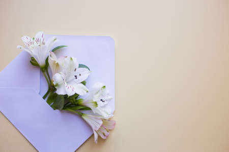 Beautiful tender bouquet of white Alstroemeria in white envelope on creamy beige background. Spring composition. Springtime card.の写真素材