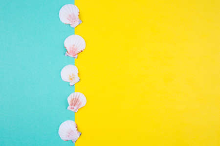 Sea scallop shells on colored mint green and yellow backgrounds with negative space. Minimalistic colorful summer background. Top view. Flat lay in marine style.の写真素材