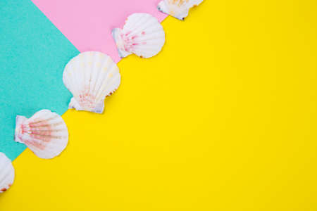 Sea scallop shells on colored backgrounds with negative space. Minimalistic colorful summer background. Top view. Flat lay in marine style.の写真素材