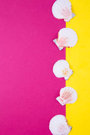 Sea scallop shells on colored yellow and crimson backgrounds with negative space. Minimalistic colorful summer background. Top view. Flat lay in marine style.の写真素材