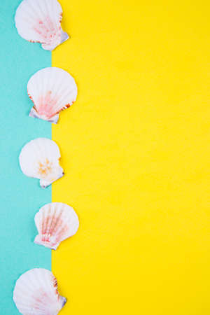 Sea scallop shells on colored mint green and yellow backgrounds with negative space. Minimalistic colorful summer background. Top view. Flat lay in marine style.の写真素材