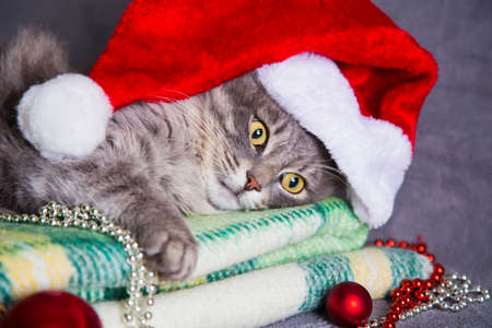 Cute furry adorable gray cat in Santa hat with Christmas balls and beads on green plaid.の写真素材