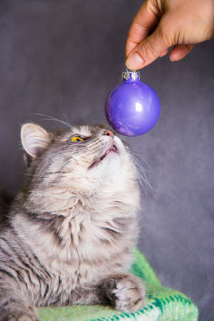 Cute adorable furry home cat sniffing lilac Christmas ball in hand on gray backgroundの写真素材