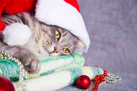 Cute furry adorable gray cat in Santa hat with Christmas balls and beads on green plaid.の写真素材
