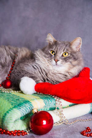 Cute furry adorable gray cat with Santa hat, red Christmas balls and beads on green plaid.の写真素材
