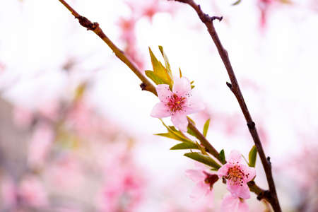 Closeup beautiful blooming pink cherry branch at spring.の写真素材
