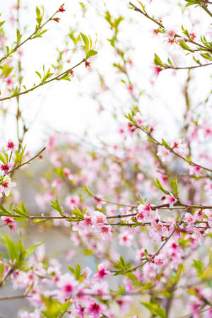 Beautiful blooming pink cherry branches at spring.の写真素材