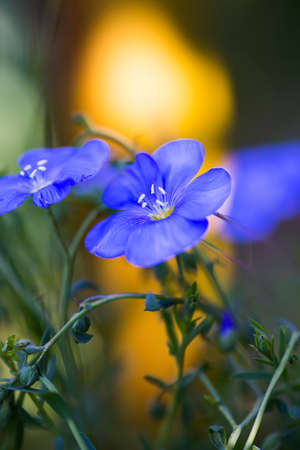 Close-up blue flax flower on bright sunny background. Spring outdoor blossom. の写真素材