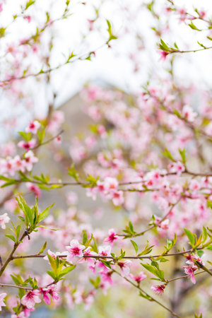 Beautiful blooming pink cherry branches at spring.