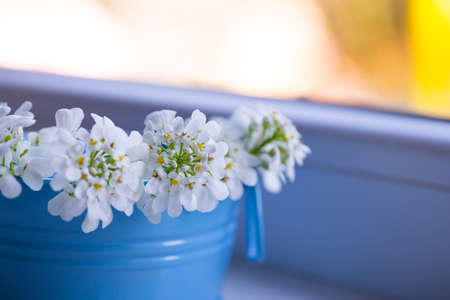 Beautiful little bouquet of white Iberis in small blue bucket near window. Spring composition in daylight.の写真素材
