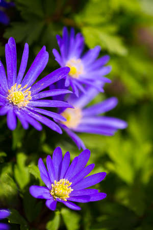 Violet spring flowers at sunny day in garden.の写真素材