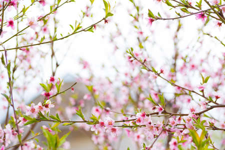 Beautiful blooming pink cherry branches at spring.の写真素材