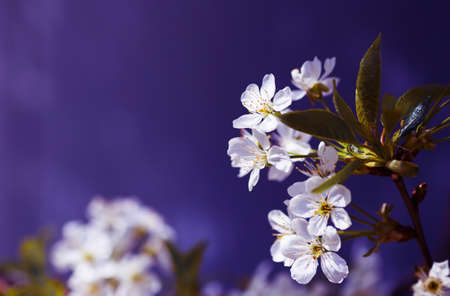 Beautiful blooming pink apricot branches at spring on violet background.の写真素材