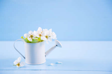 Beautiful tender flowering branch and little white watering can on blue wooden background. Spring romantic composition.の写真素材