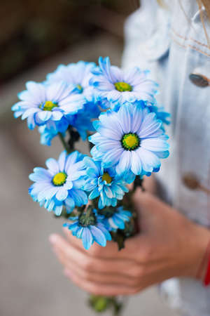 Female hands holding bouquet of blue chrysanthemums.の写真素材