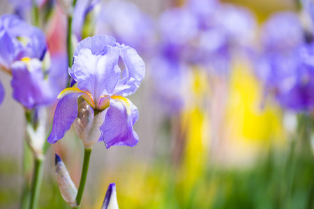 Beautiful purple iris flower on sunny blurred background. Vibrant spring outdoor blossom. Empty space.の写真素材