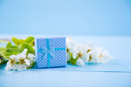 Blue gift box surrounded with blooming white apricot branches on blue wooden background. Spring composition.の写真素材