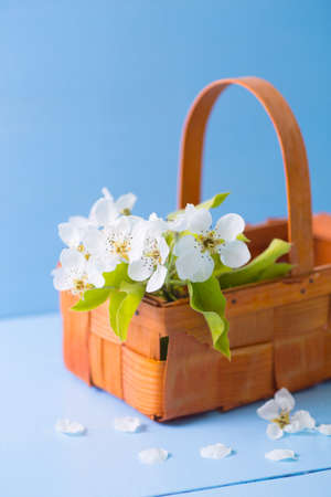 Bouquet of beautiful tender white flowering branches in wicker basket on blue wooden background. Spring composition.の写真素材
