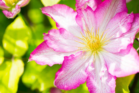 Closeup pink and white clematis flower. Spring natural photo.の写真素材