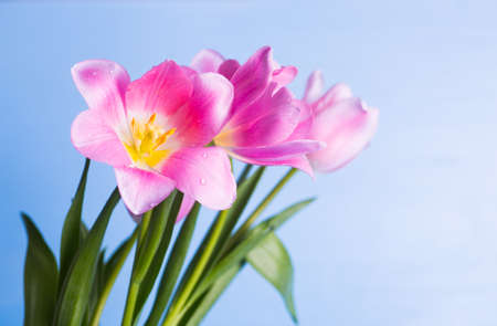 Closeup beautiful bouquet of tender pink tulips with drops of water on petals on light blue background.の写真素材