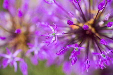 Close-up purple Allium flowers. Abstract natural violet macro background.の写真素材