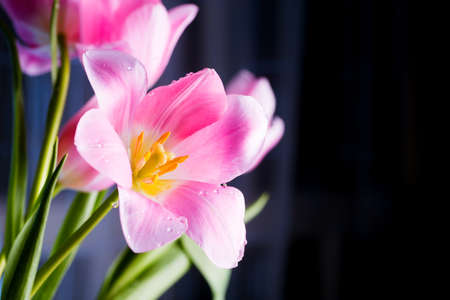 Closeup tender pink tulip flower with drops of water on its petals on dark background.の写真素材