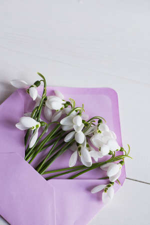 Bouquet of beautiful tender white snowdrops in lilac envelope on white wooden background. Spring vintage composition.の写真素材