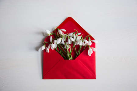 Bouquet of beautiful tender white snowdrops in red envelope on white wooden background. Spring vintage composition.の写真素材