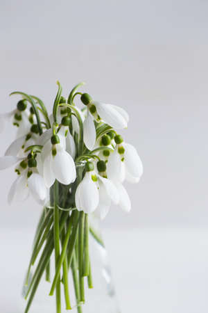 Bouquet of beautiful tender white snowdrops in vase on white background. Spring composition.の写真素材