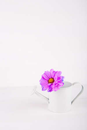 Closeup little white watering can with single flower of purple chrysanthemum on white wooden background. Spring card with empty space.の写真素材