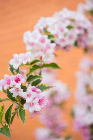 Close-up pink Weigela flowers on bush on sunny day. Spring outdoor blooming background with empty blurred space.の写真素材